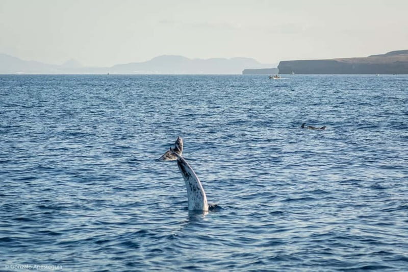 Lanzarote Sunset Experience with dolphin spotting - Who will enjoy this 2.5-hour cruise most