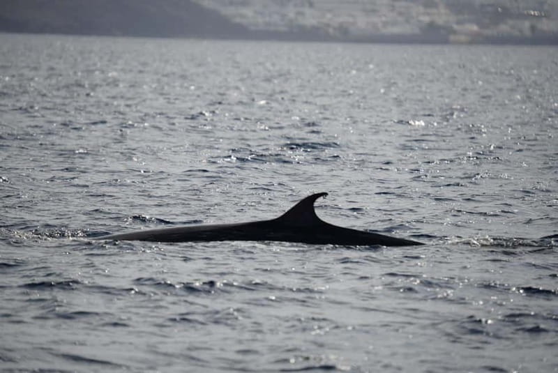 Lanzarote Sunset Experience with dolphin spotting - Leaving Marina Puerto Calero for the open water