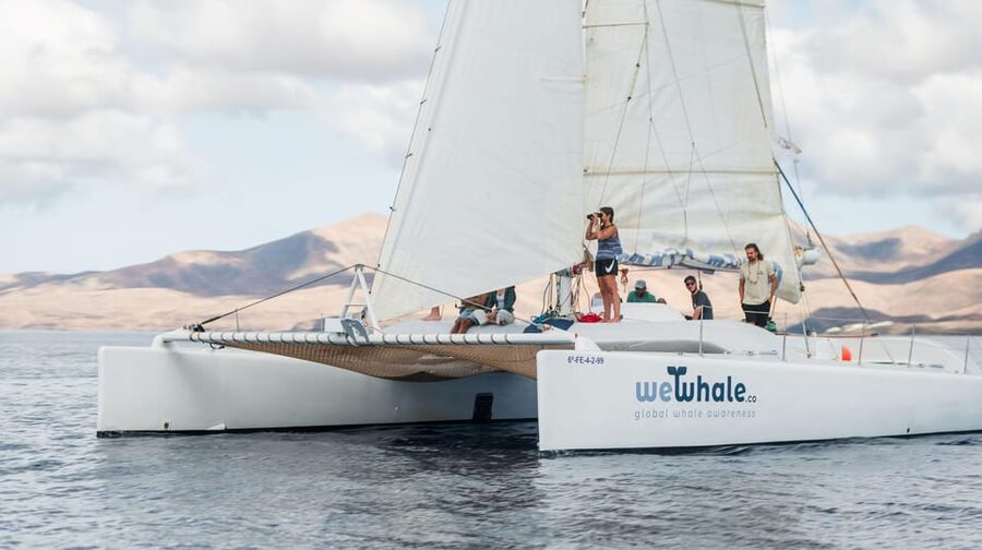 Lanzarote: Whale and Dolphin Watching Eco-Friendly Catamaran - Four hours of searching the Atlantic