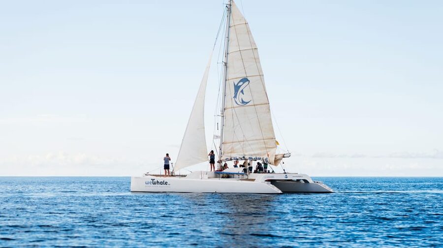 Lanzarote: Whale and Dolphin Watching Eco-Friendly Catamaran - What the $112 price really buys