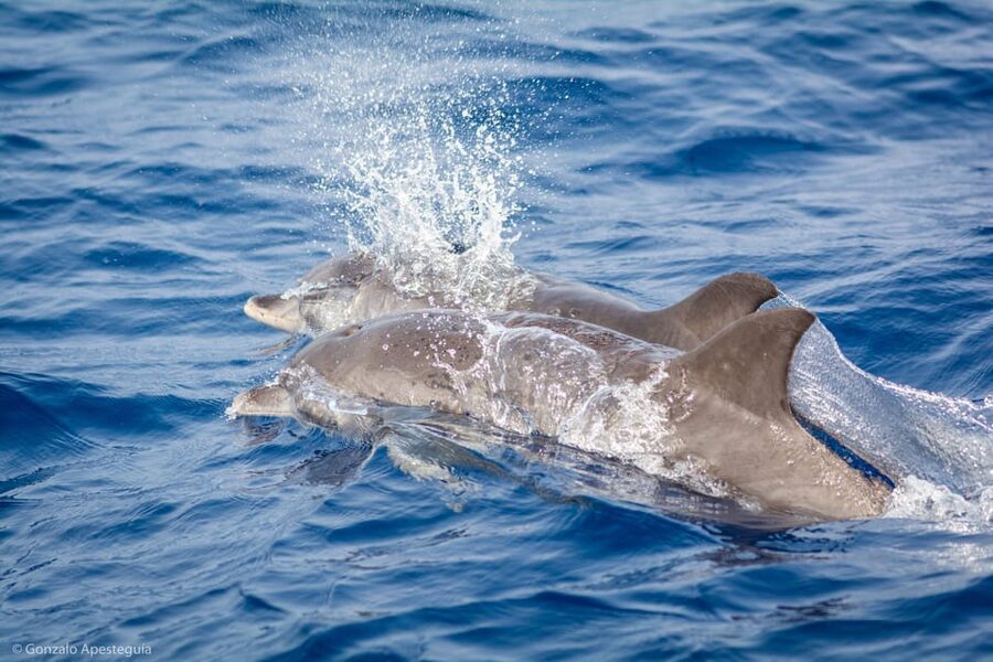 Lanzarote: Whale and Dolphin Watching Eco-Friendly Catamaran - What the electric catamaran changes