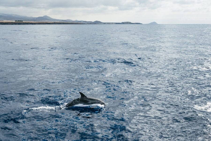 Las Galletas: Whale & Dolphin Tour with Local Skipper - Setting off from dock 2 in Las Galletas