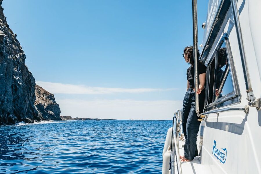 Las Galletas: Whale & Dolphin Tour with Local Skipper - Why a small group changes the experience