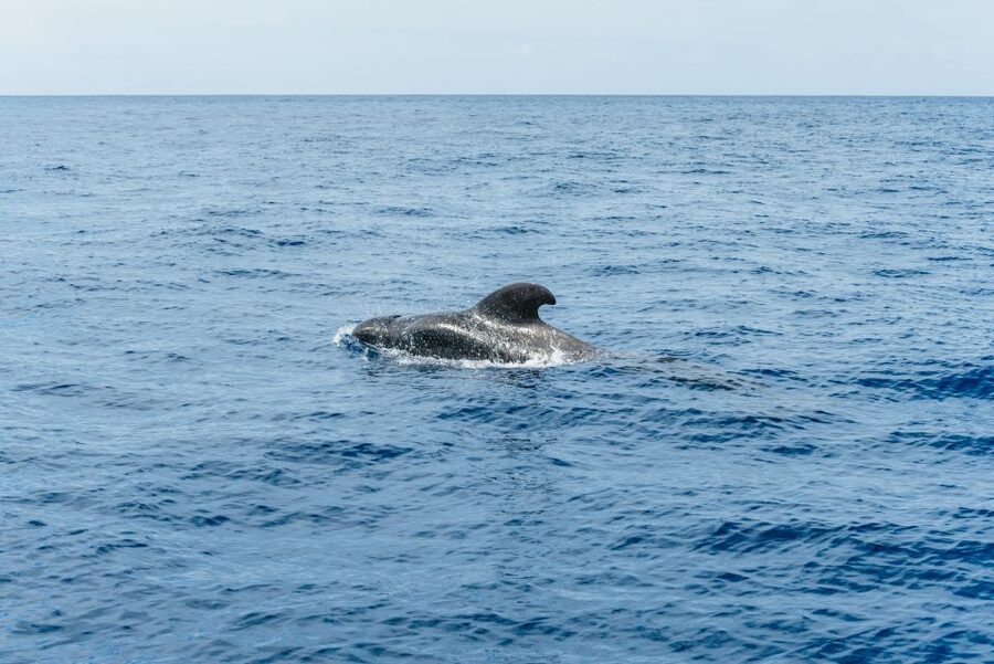 Las Galletas: Whale & Dolphin Tour with Local Skipper - Returning past Punta de Rasca