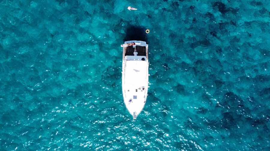 Las Galletas: Whale & Dolphin Tour with Local Skipper - Is $69 good value?