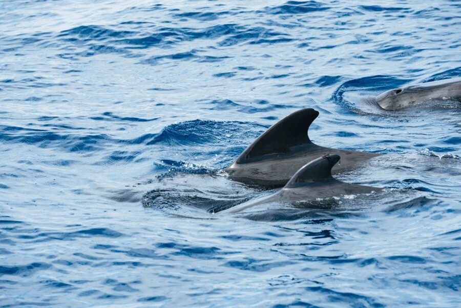 Las Galletas: Whale & Dolphin Tour with Local Skipper - A 14-meter yacht with room to move