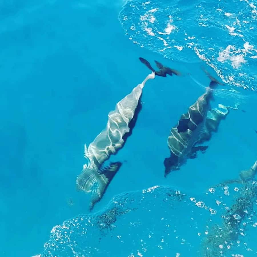 LE MORNE DOLPHINS SUNRISE TRIP - Sunrise on Mauritius waters