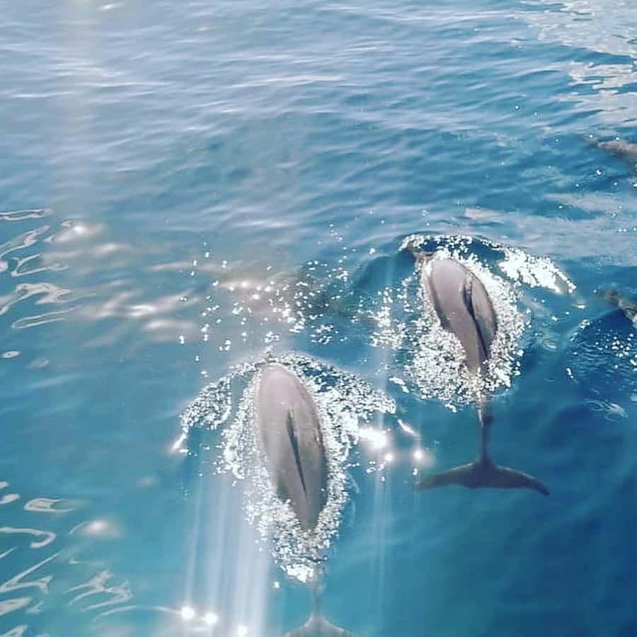 LE MORNE DOLPHINS SUNRISE TRIP - Finding dolphins near Le Morne