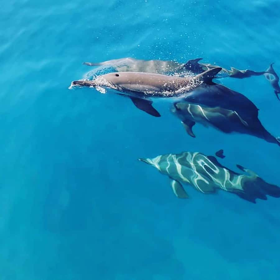LE MORNE DOLPHINS SUNRISE TRIP - Snorkeling in the lagoon