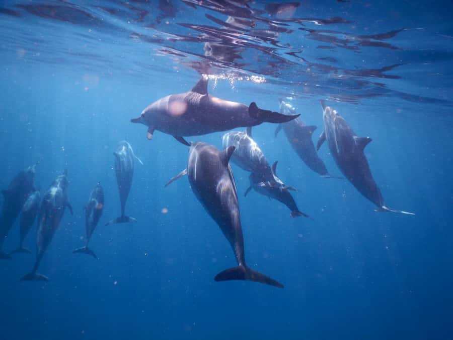 LE MORNE DOLPHINS SUNRISE TRIP - Breakfast near Crystal Rock