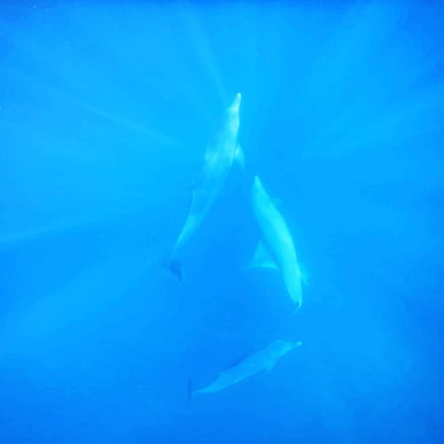 LE MORNE DOLPHINS SUNRISE TRIP - A family-friendly morning, with limits