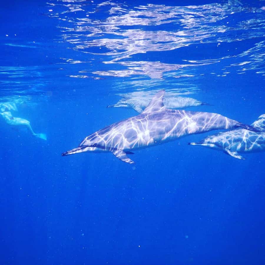 LE MORNE DOLPHINS SUNRISE TRIP - What to pack for the early departure