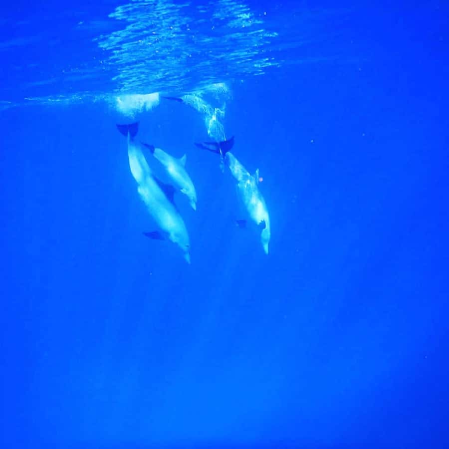 LE MORNE DOLPHINS SUNRISE TRIP - Should you book the Le Morne dolphin trip?