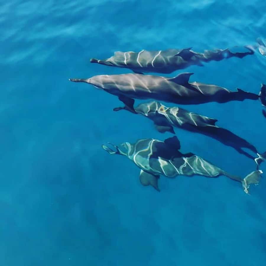 LE MORNE DOLPHINS SUNRISE TRIP - A responsible approach to swimming with wildlife