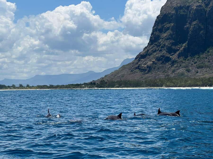 Le Morne: Private Boat Tour Dolphin-Watching & swimming - Key points at a glance