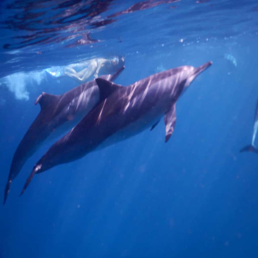 Le Morne: Private Boat Tour Dolphin-Watching & swimming - Starting at Le Morne Public Beach