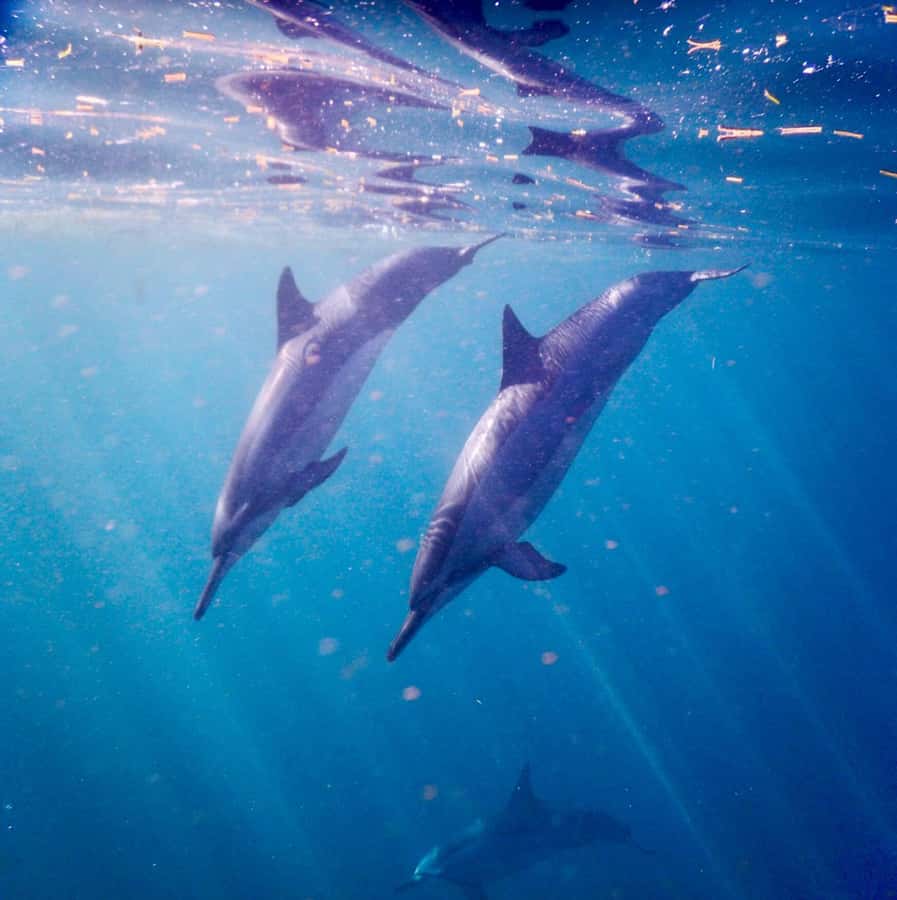 Le Morne: Private Boat Tour Dolphin-Watching & swimming - The eco-friendly side, with a practical caveat