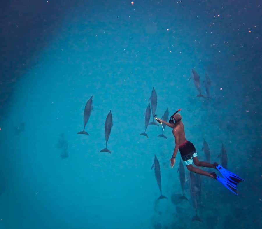 Le Morne: Private Boat Tour Dolphin-Watching & swimming - Searching the water for wild dolphins
