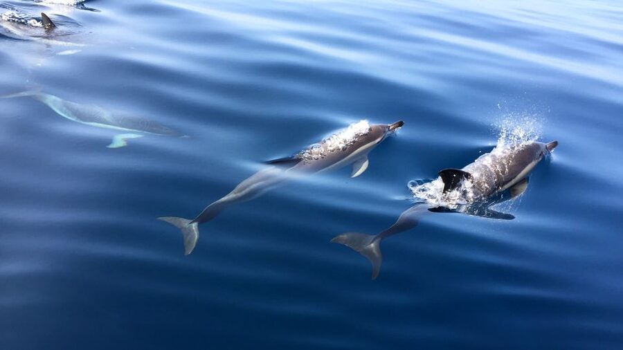 Lisbon: Arrábida Natural Park Dolphin Watching Boat Tour - Who will enjoy this experience most?
