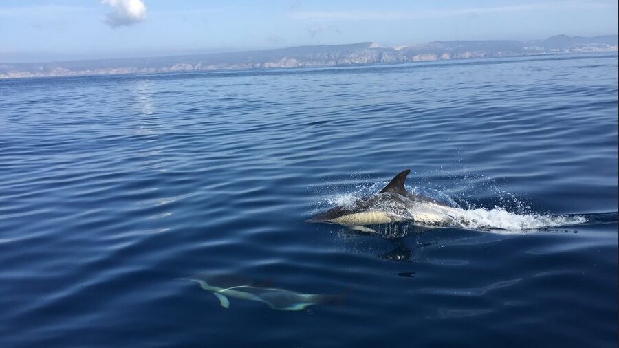 Lisbon: Arrábida Natural Park Dolphin Watching Boat Tour - Why this dolphin trip is worth the ride from Lisbon