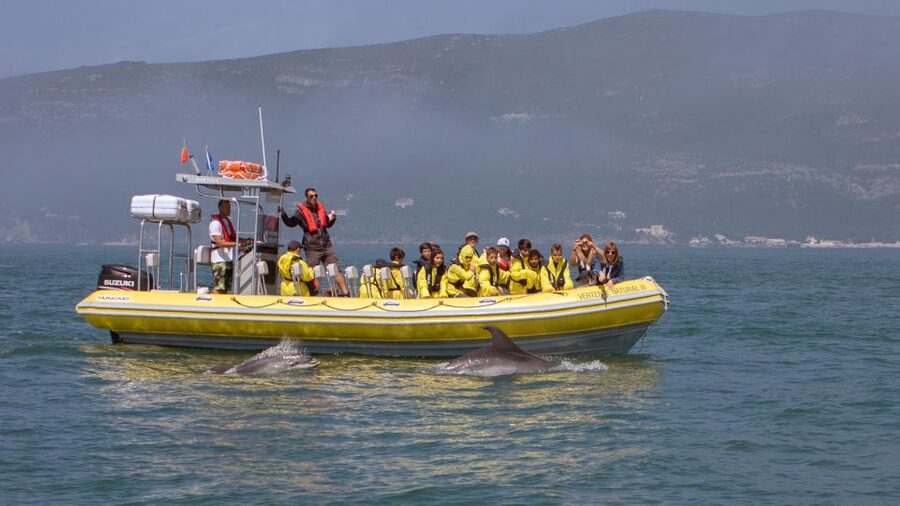 Lisbon: Arrábida Natural Park Dolphin Watching Boat Tour - Searching for dolphins in open water