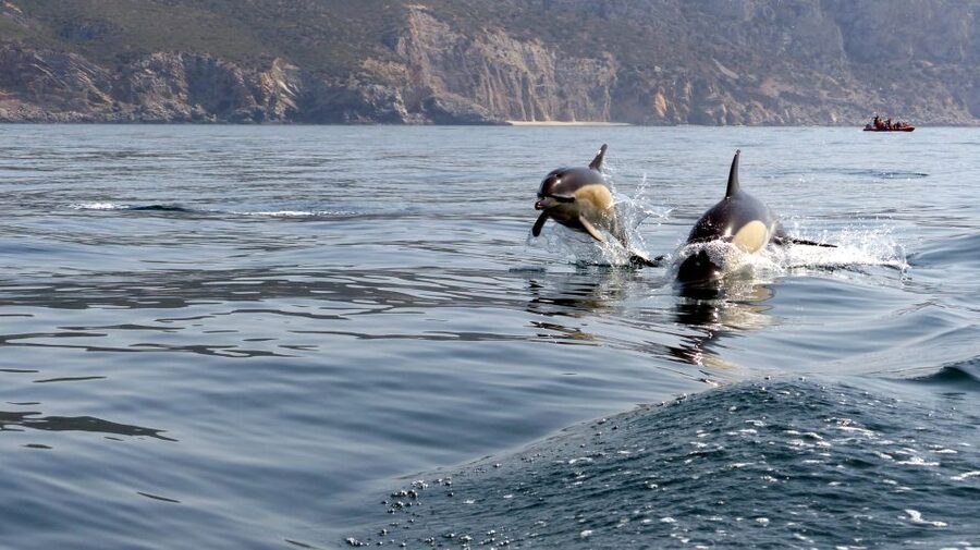Lisbon: Arrábida Natural Park Dolphin Watching Boat Tour - The coast, caves, and beaches after the wildlife search