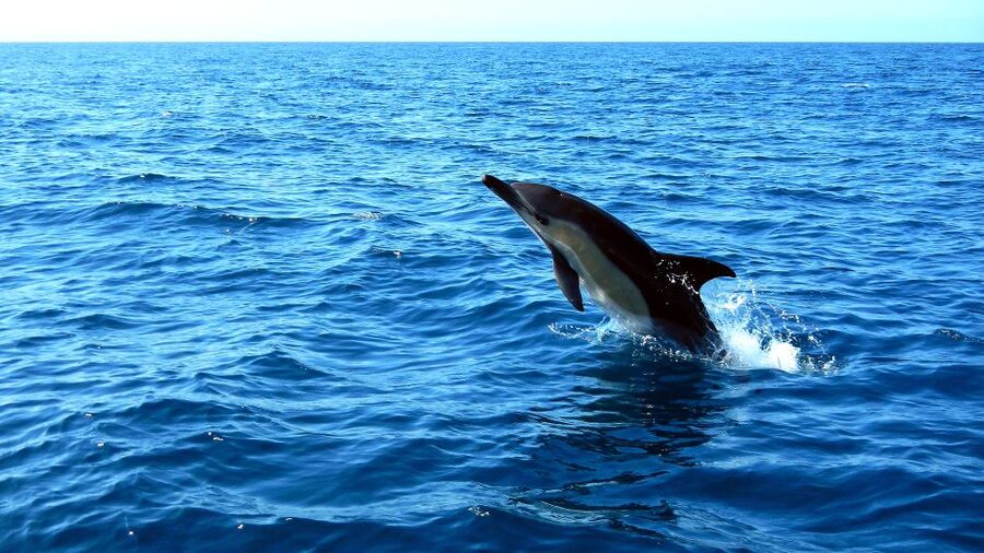Lisbon: Arrábida Natural Park Dolphin Watching Boat Tour - How the boat and weather affect your comfort