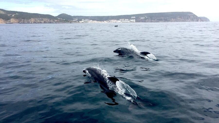 Lisbon: Arrábida Natural Park Dolphin Watching Boat Tour - Guides who make the wildlife search better