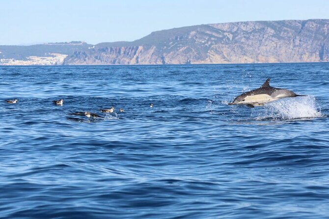 Lisbon Dolphin Watching Ocean Safari - Key points at a glance