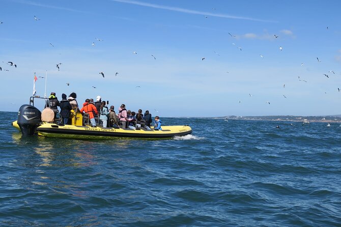 Lisbon Dolphin Watching Ocean Safari - From Alcântara marina to the open Atlantic