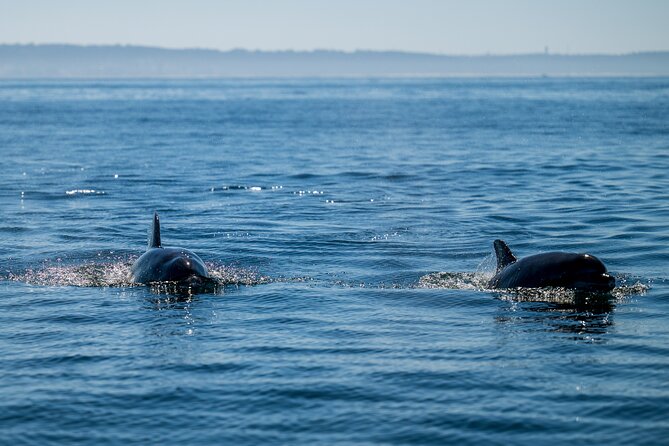 Lisbon Dolphin Watching Ocean Safari - The marine biology adds value to the ride