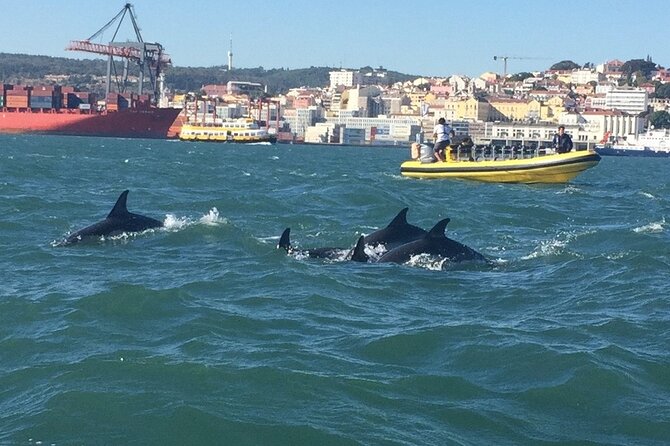 Lisbon Dolphin Watching Ocean Safari - What the small group size means on the water