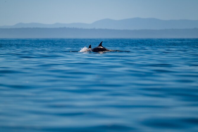 Lisbon Dolphin Watching Ocean Safari - Price, timing, and practical value