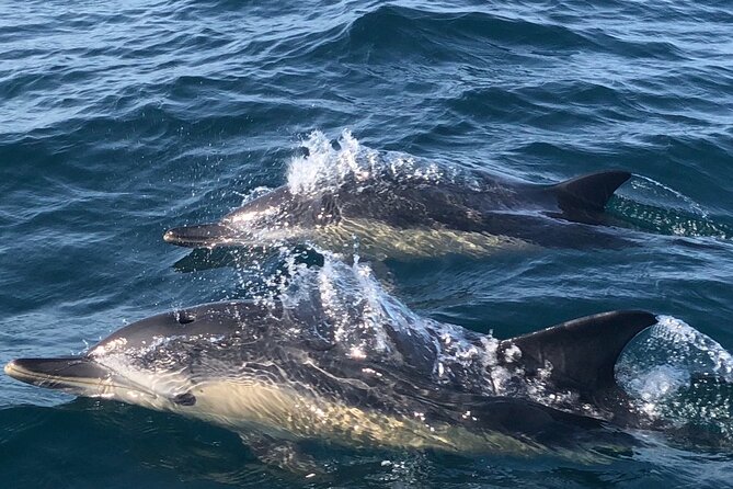 Lisbon Dolphin Watching Ocean Safari - How to dress for a fast boat