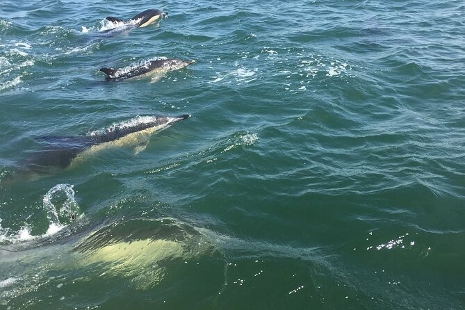 Lisbon Dolphin Watching Ocean Safari - Who will get the most from this experience