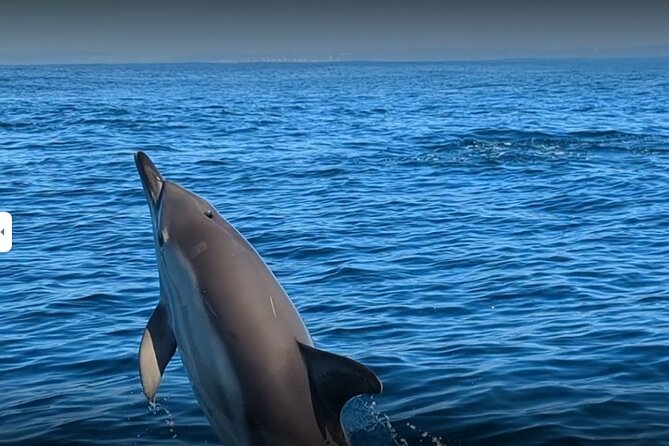 Lisbon Dolphin Watching Ocean Safari - Searching for dolphins in changing conditions