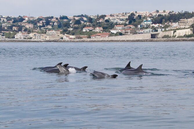 Lisbon: Dolphin Watching with a Marine Biologist - Ocean Safari - From Doca de Santo Amaro under the 25th of April Bridge