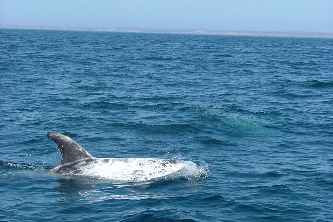Lisbon: Dolphin Watching with a Marine Biologist - Ocean Safari - What you might see beyond dolphins