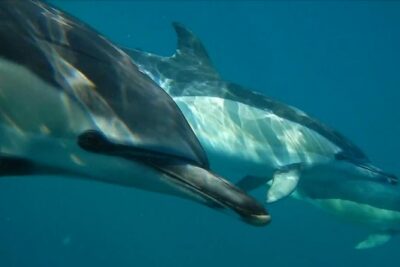 Lisbon: Dolphin Watching with a Marine Biologist – Ocean Safari