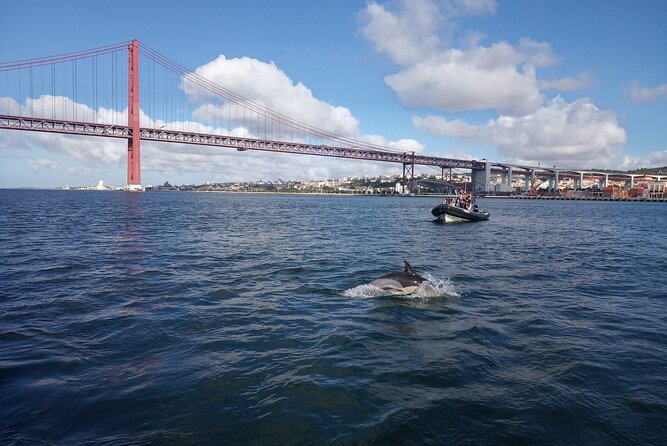 Lisbon: Dolphin Watching with a Marine Biologist - Ocean Safari - A three-hour schedule with room for nature