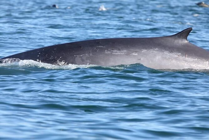 Lisbon: Dolphin Watching with a Marine Biologist - Ocean Safari - Is $62.88 a fair price?