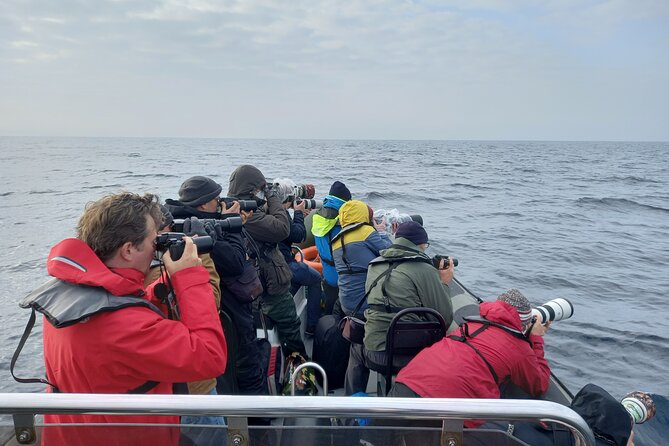 Lisbon: Dolphin Watching with a Marine Biologist - Ocean Safari - What to wear and bring
