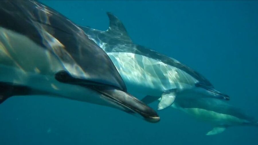 Lisbon: Dolphin Watching with Marine Biologist - Key points at a glance