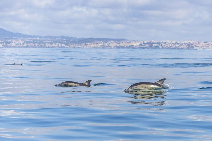 Lisbon: Dolphin Watching with Marine Biologist - Small details that make the day better
