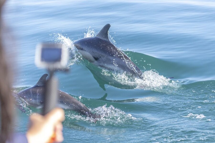 Lisbon: Dolphin Watching with Marine Biologist - Why this dolphin tour feels different