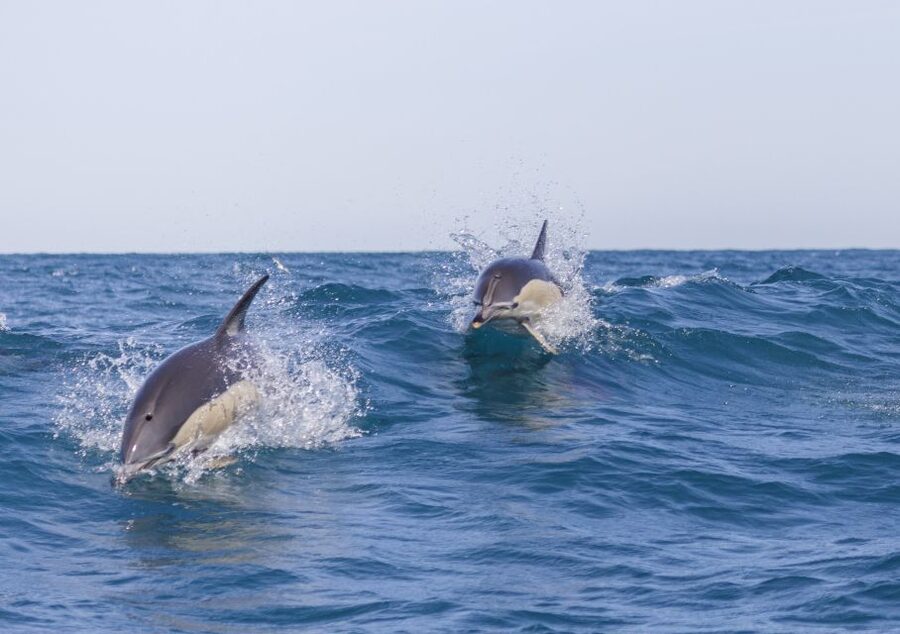 Lisbon: Dolphin Watching with Marine Biologist - The RIB ride from the Tagus to the Atlantic