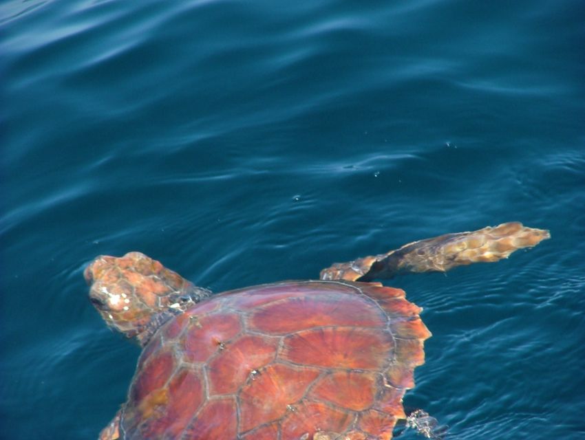 Lisbon: Dolphin Watching with Marine Biologist - Searching for dolphins with a marine biologist