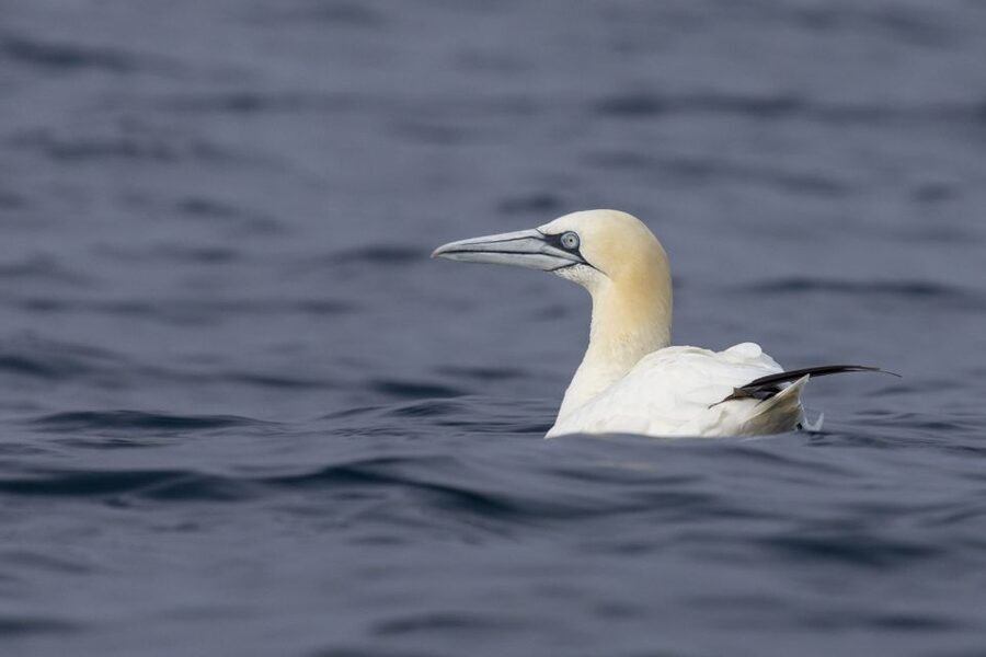 Lisbon: Dolphin Watching with Marine Biologist - What $76 gets you, and what it does not