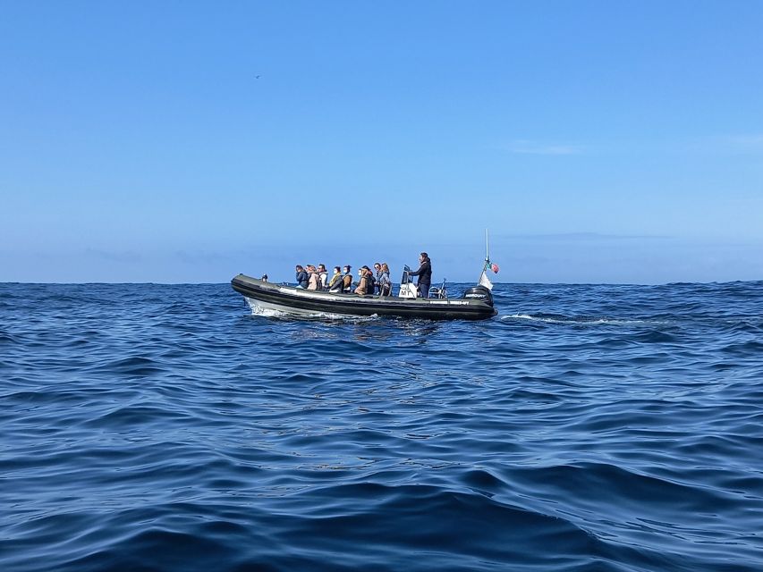 Lisbon: Dolphin Watching with Marine Biologist - Safety, comfort, and who should skip it