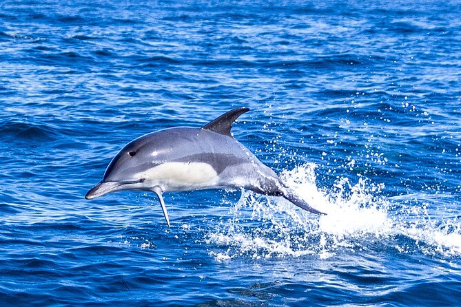 Lisbon: Dolphin Watching with Marine Biologist - Small Group - Starting beneath Lisbon’s 25 de Abril Bridge